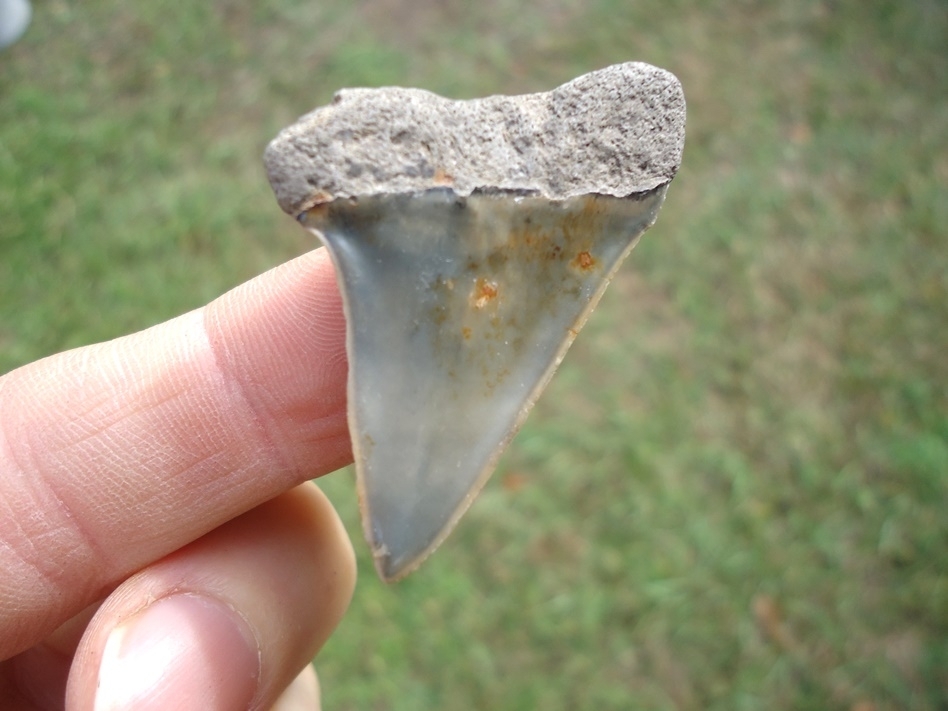 Large image 1 Bargain Hastalis Shark Tooth 23