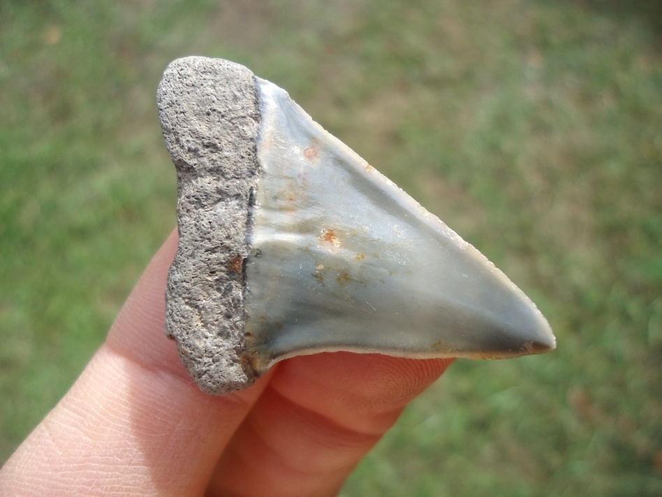 Large image 3 Bargain Hastalis Shark Tooth 23