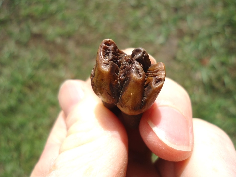 Large image 2 Incredible Colorful Fully Rooted Manatee Molar