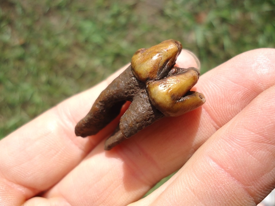 Large image 3 Incredible Colorful Fully Rooted Manatee Molar