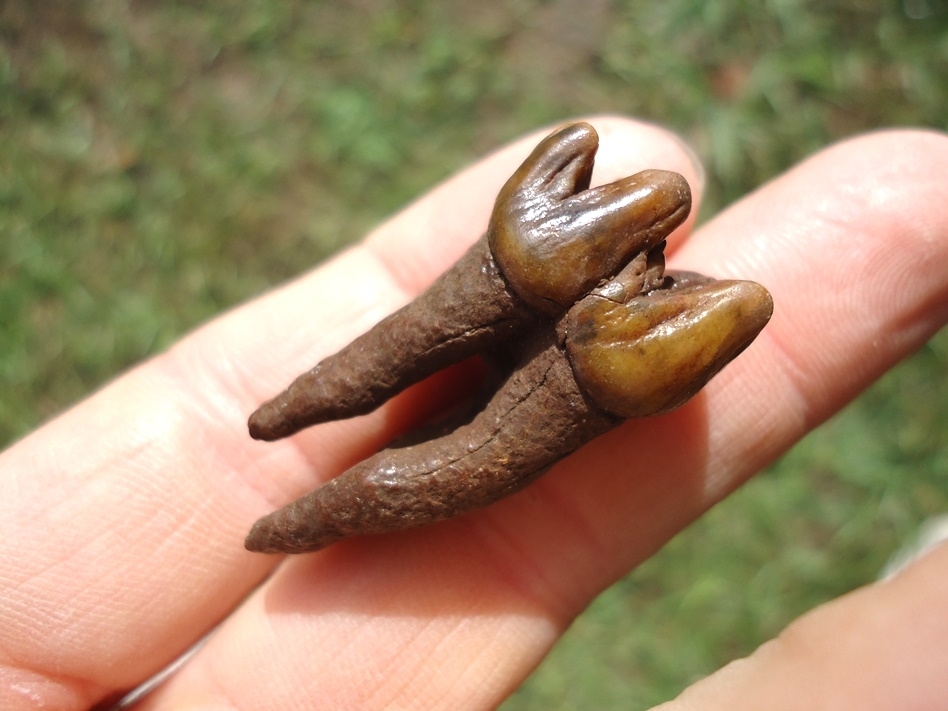 Large image 4 Incredible Colorful Fully Rooted Manatee Molar