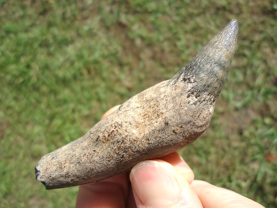 Large image 1 Top Quality Sperm Whale Tooth