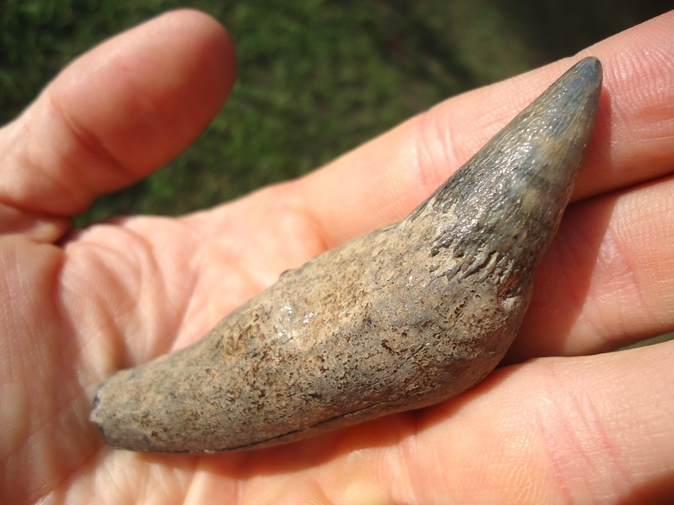 Large image 3 Top Quality Sperm Whale Tooth
