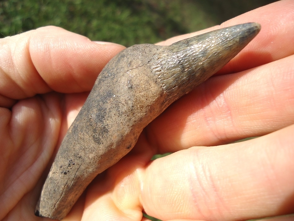 Large image 4 Top Quality Sperm Whale Tooth