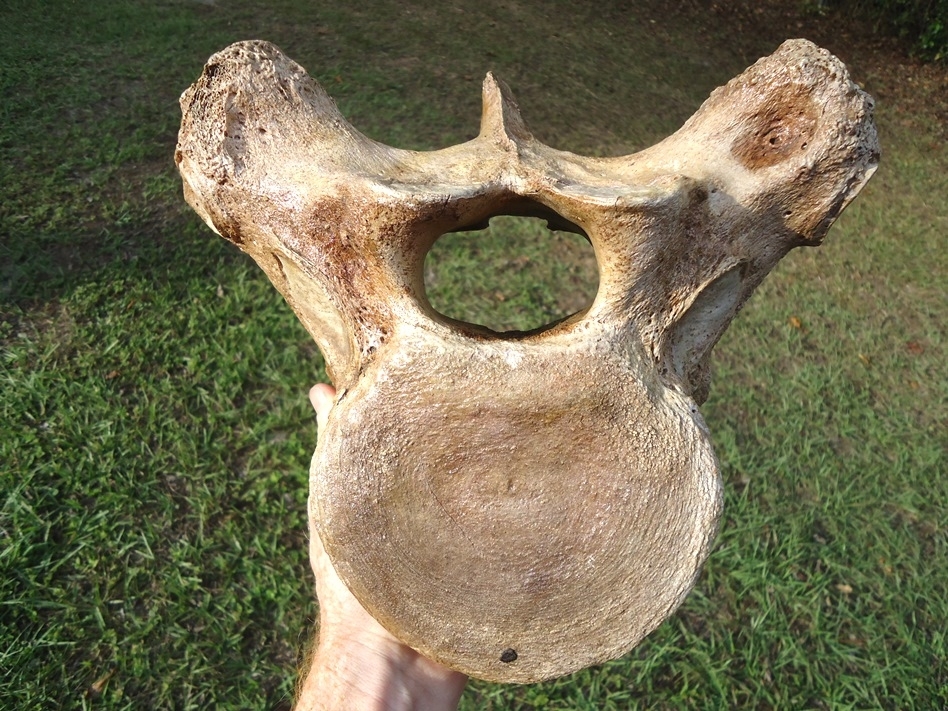 Large image 1 World Class Mastodon Thoracic Vertebra