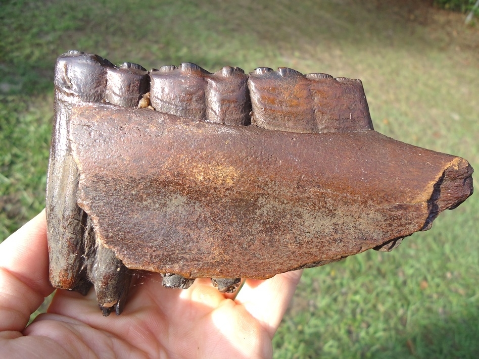 Large image 1 Beautiful Horse Mandible with Three Teeth