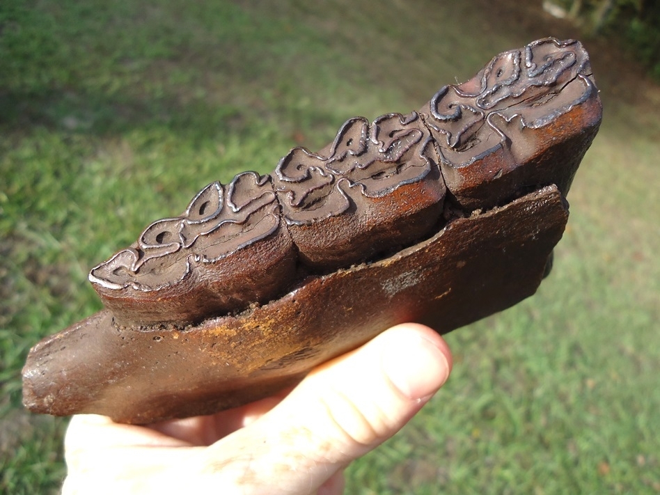 Large image 2 Beautiful Horse Mandible with Three Teeth