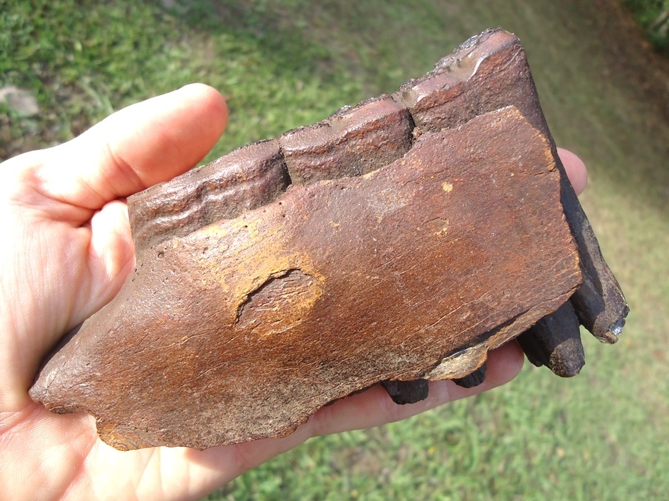 Large image 3 Beautiful Horse Mandible with Three Teeth