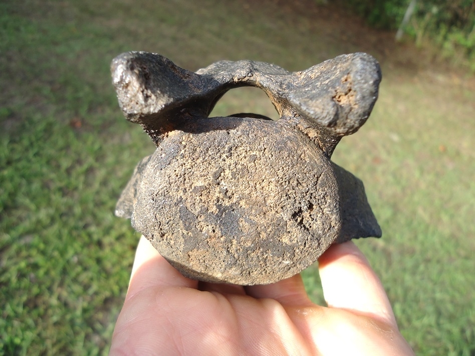 Large image 1 Top Quality Sloth Caudal Vertebra