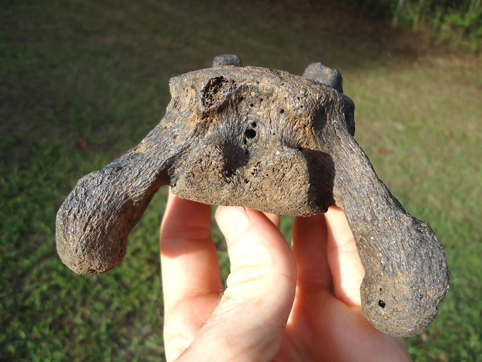 Large image 2 Top Quality Sloth Caudal Vertebra