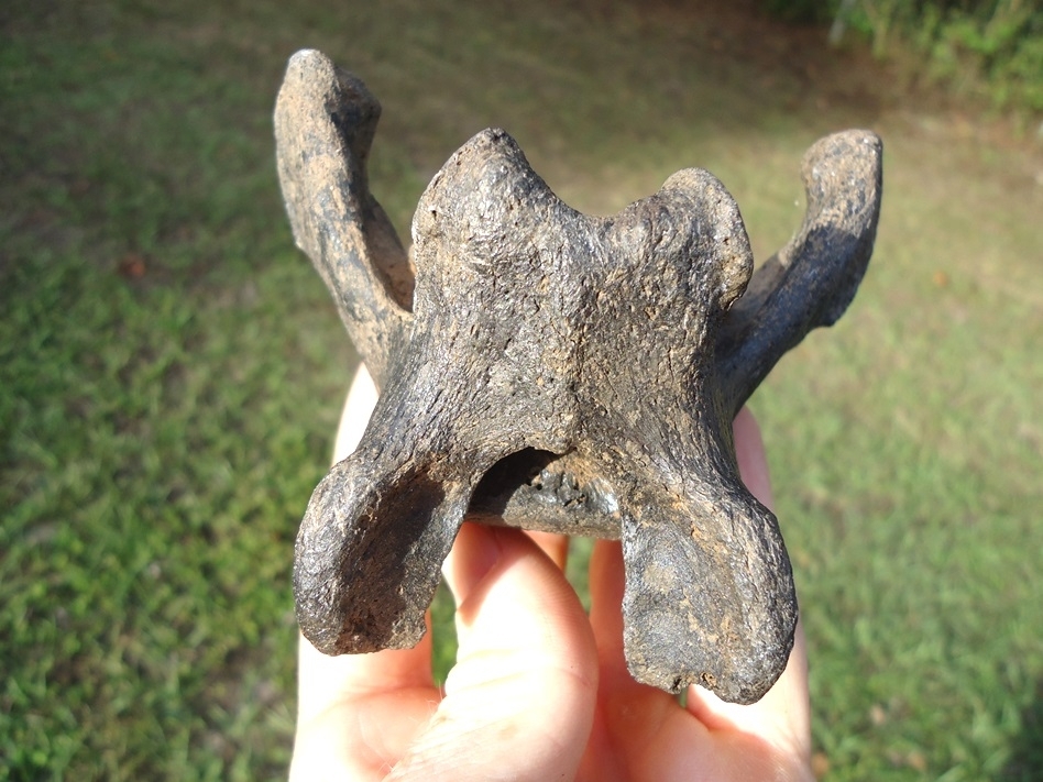 Large image 3 Top Quality Sloth Caudal Vertebra