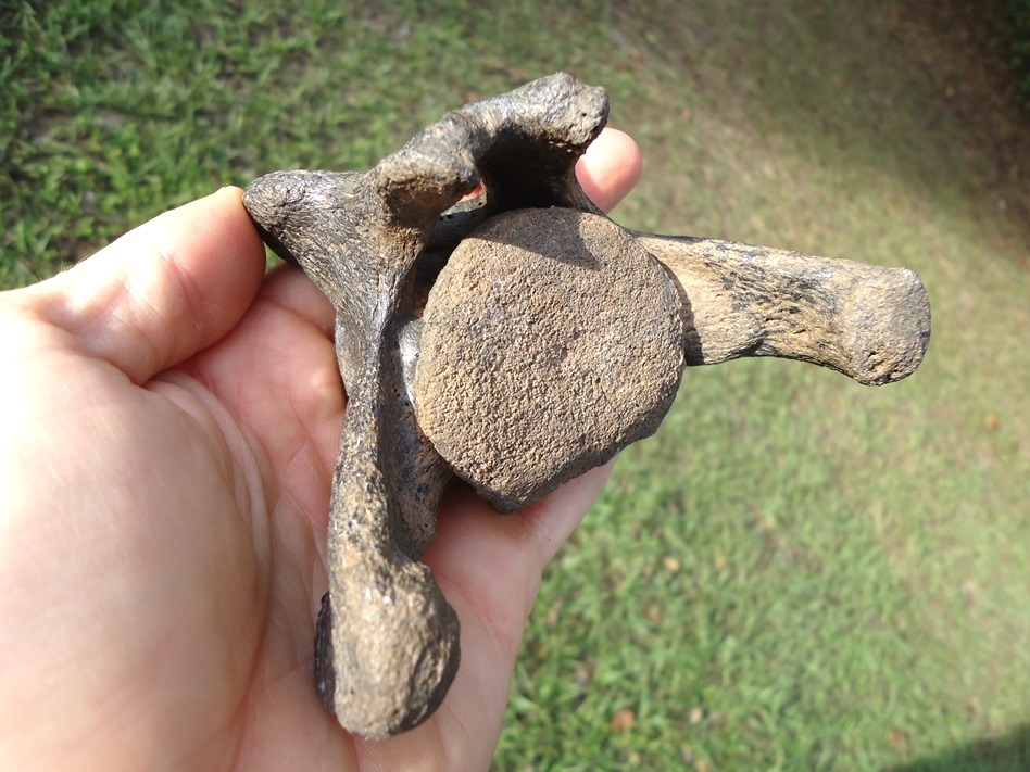 Large image 4 Top Quality Sloth Caudal Vertebra