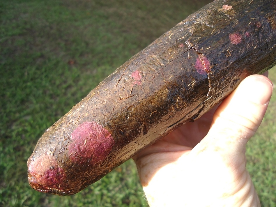 Large image 5 Exceptional Section of Mastodon Tusk