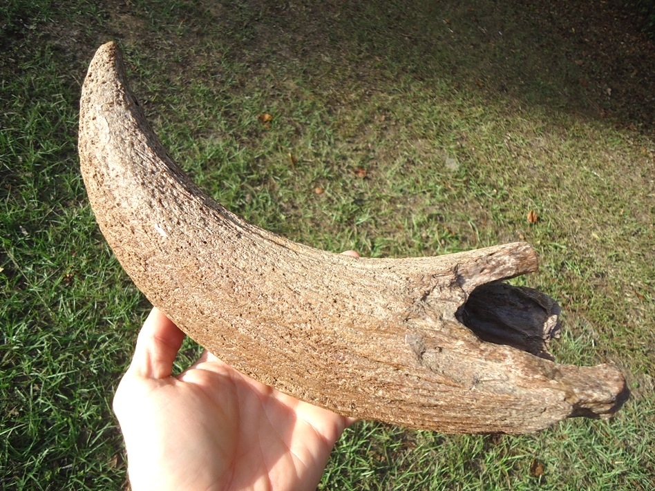 Large image 1 World Class Bison Horn Core