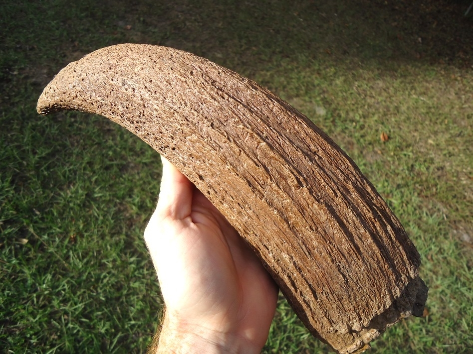 Large image 3 World Class Bison Horn Core