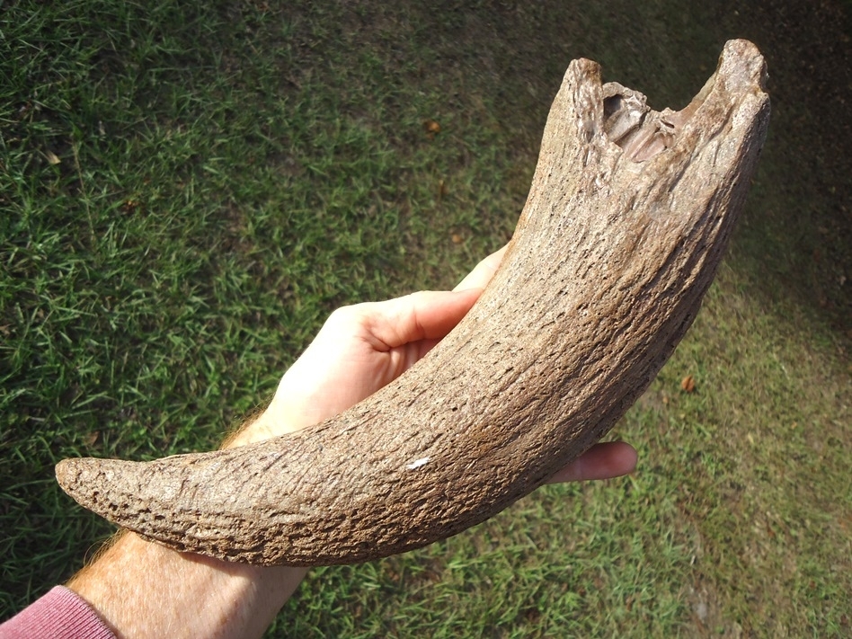 Large image 5 World Class Bison Horn Core