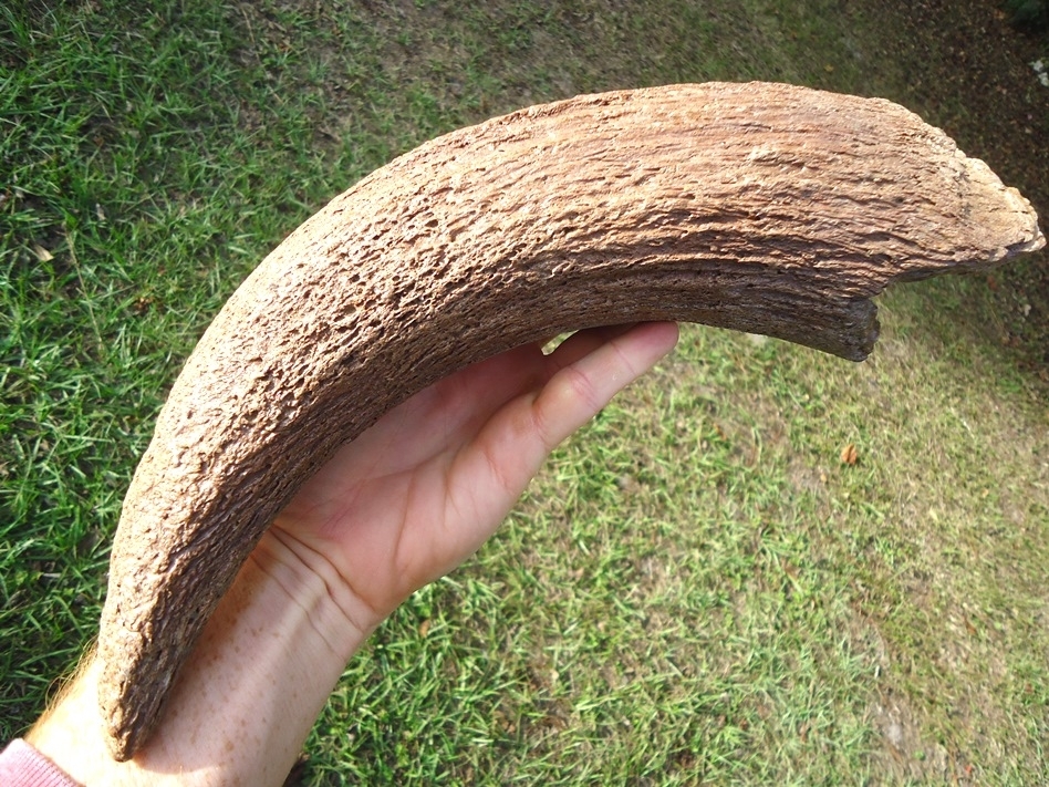 Large image 6 World Class Bison Horn Core
