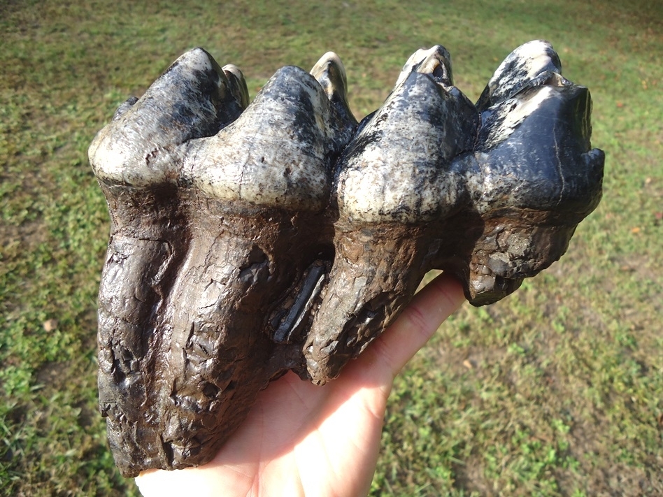 Large image 1 Gorgeous Colorful Rooted Five Hump Mastodon Tooth