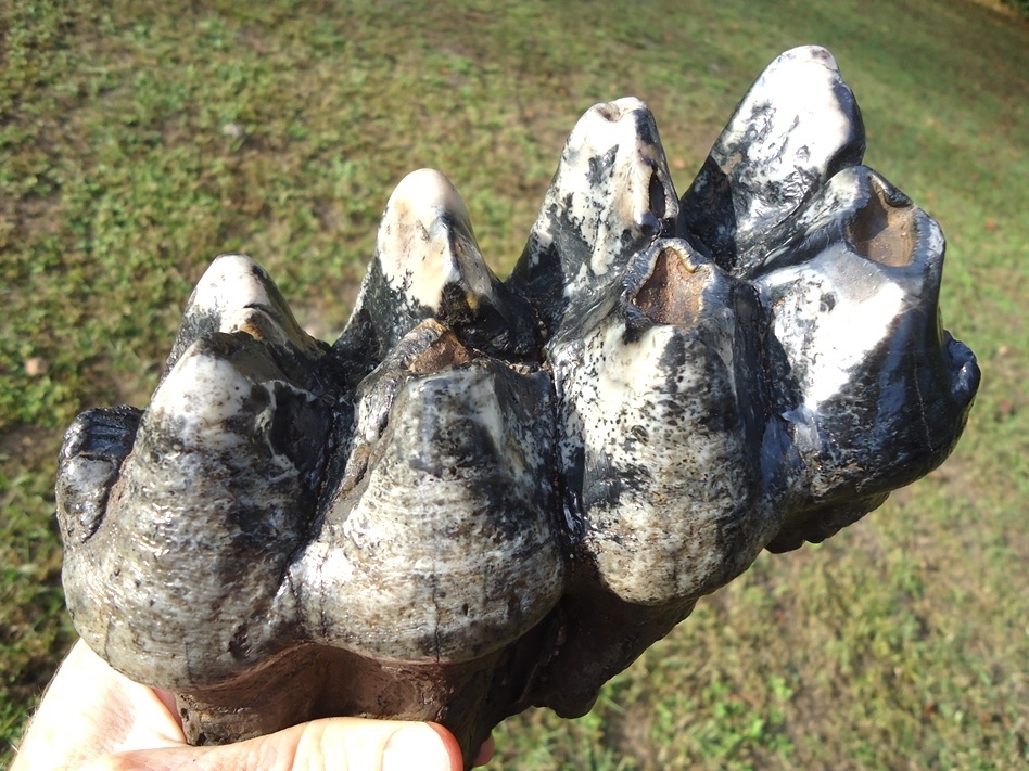 Large image 2 Gorgeous Colorful Rooted Five Hump Mastodon Tooth