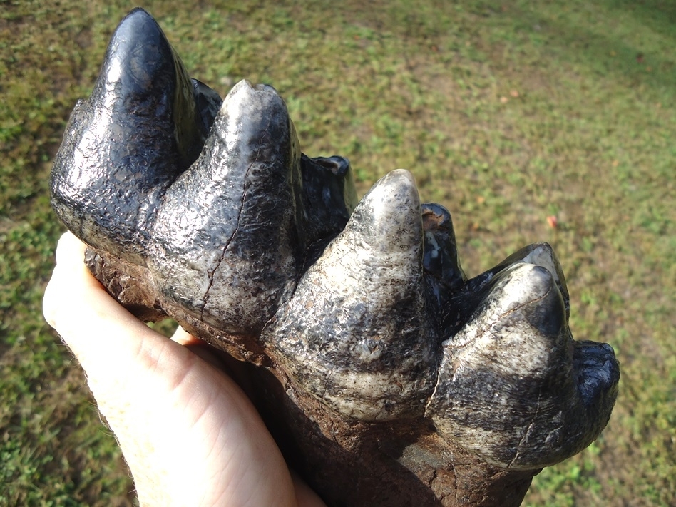 Large image 4 Gorgeous Colorful Rooted Five Hump Mastodon Tooth