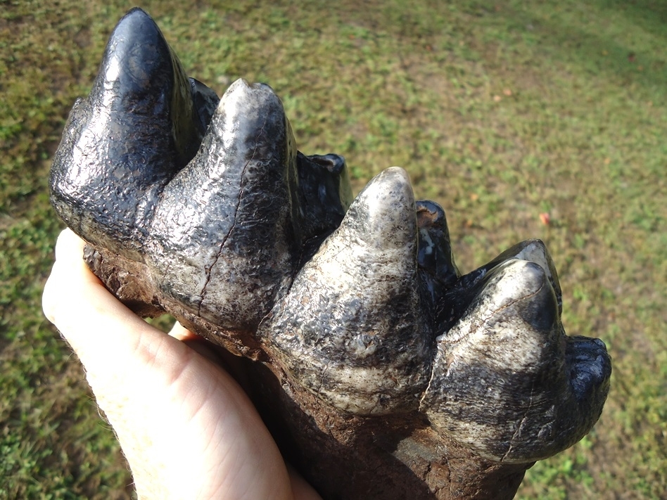 Large image 4 Gorgeous Colorful Rooted Five Hump Mastodon Tooth