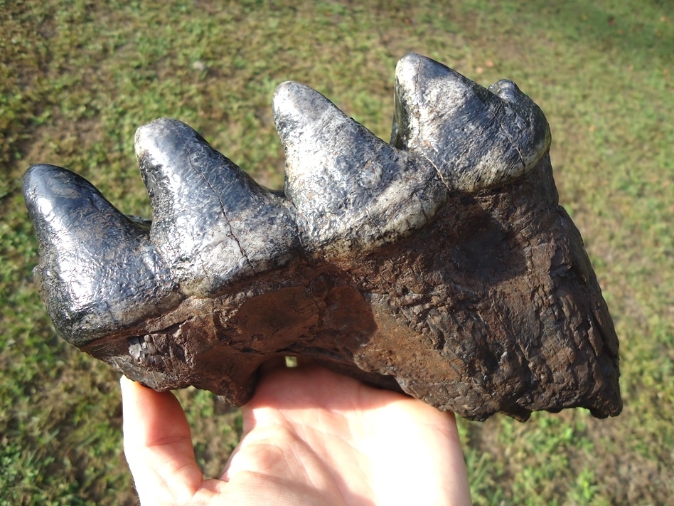 Large image 7 Gorgeous Colorful Rooted Five Hump Mastodon Tooth