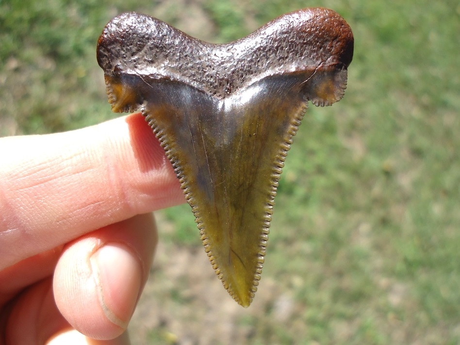 Large image 1 Stunning Olive Green Suwannee River Auriculatus Shark Tooth