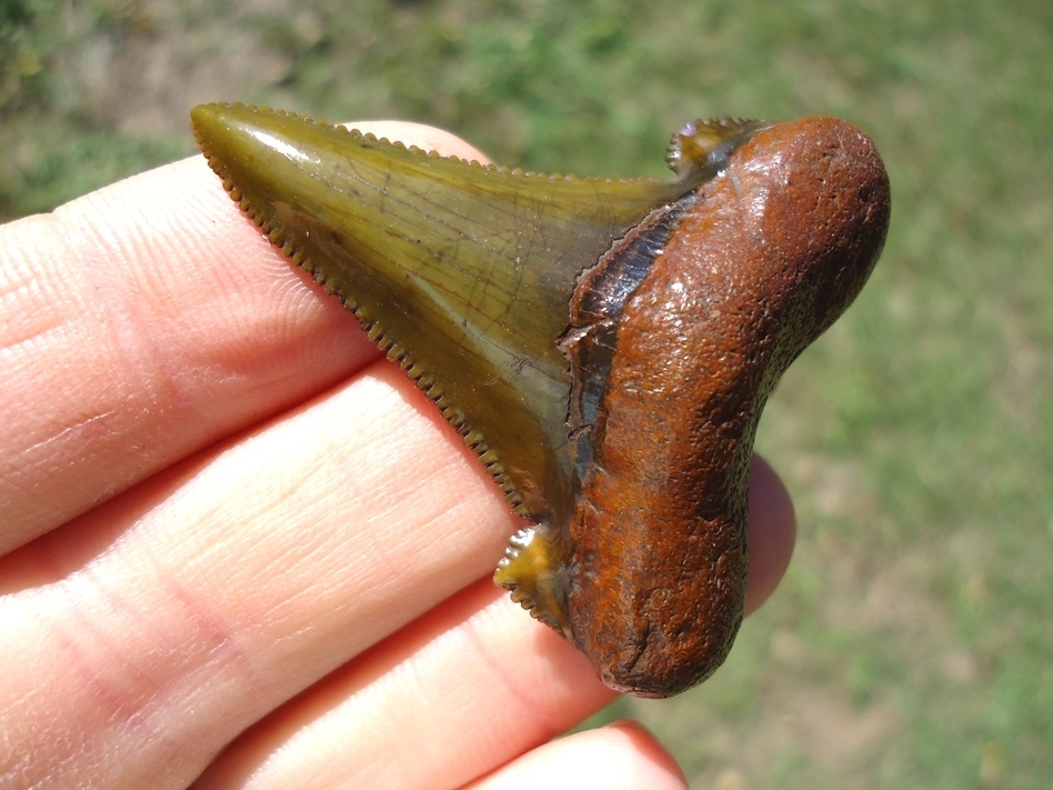 Large image 2 Stunning Olive Green Suwannee River Auriculatus Shark Tooth