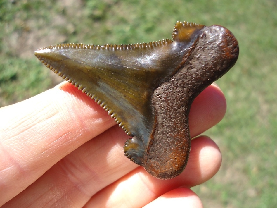 Large image 3 Stunning Olive Green Suwannee River Auriculatus Shark Tooth