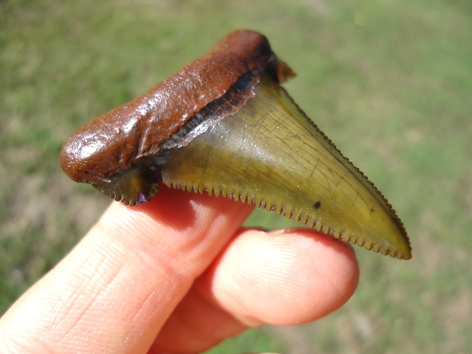 Large image 5 Stunning Olive Green Suwannee River Auriculatus Shark Tooth