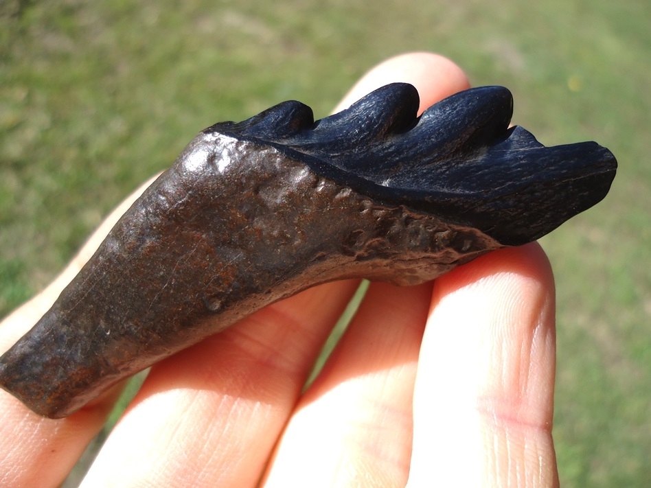 Large image 3 Beautiful Glossy Black Archaeocete Whale Tooth