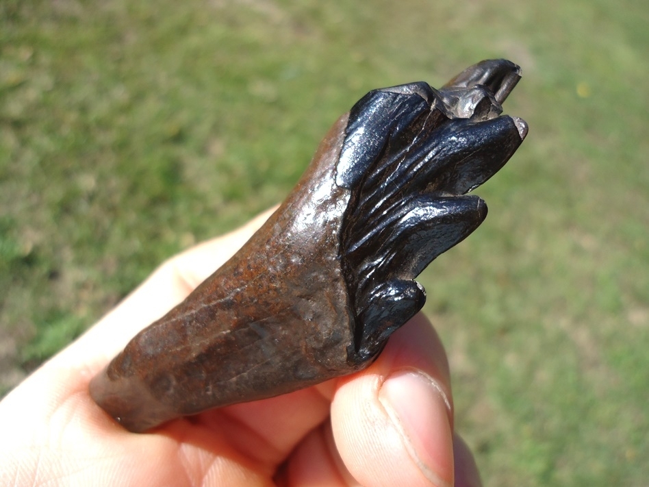 Large image 4 Beautiful Glossy Black Archaeocete Whale Tooth