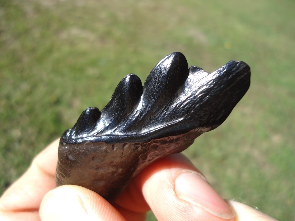 Large image 5 Beautiful Glossy Black Archaeocete Whale Tooth