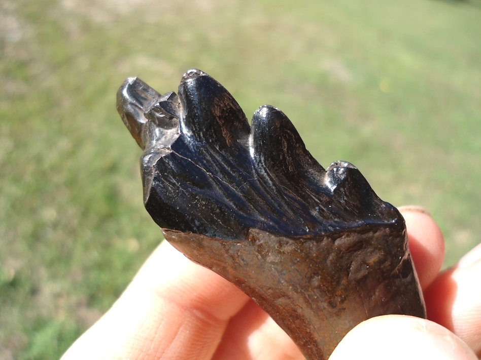 Large image 6 Beautiful Glossy Black Archaeocete Whale Tooth