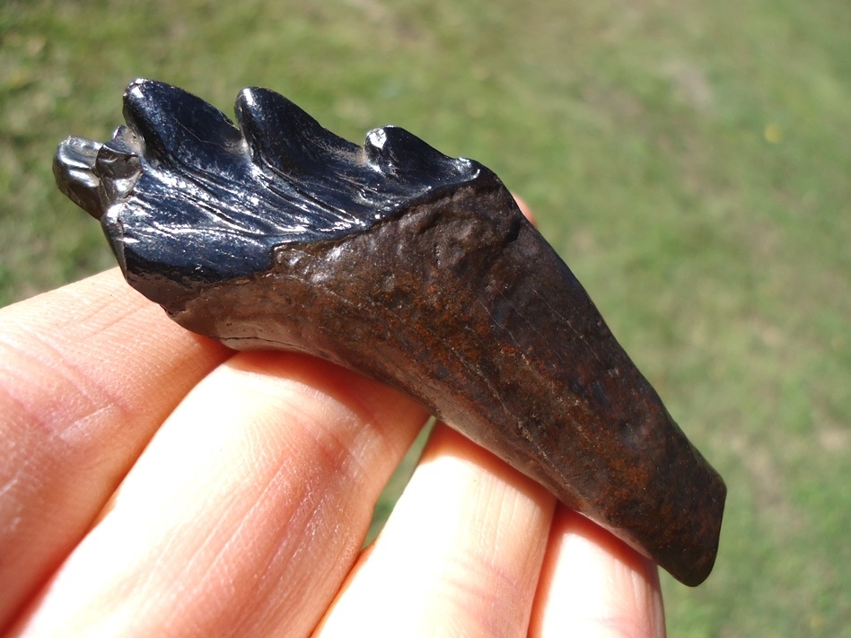 Large image 1 Beautiful Glossy Black Archaeocete Whale Tooth