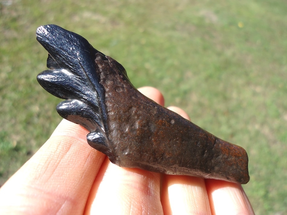 Large image 2 Beautiful Glossy Black Archaeocete Whale Tooth