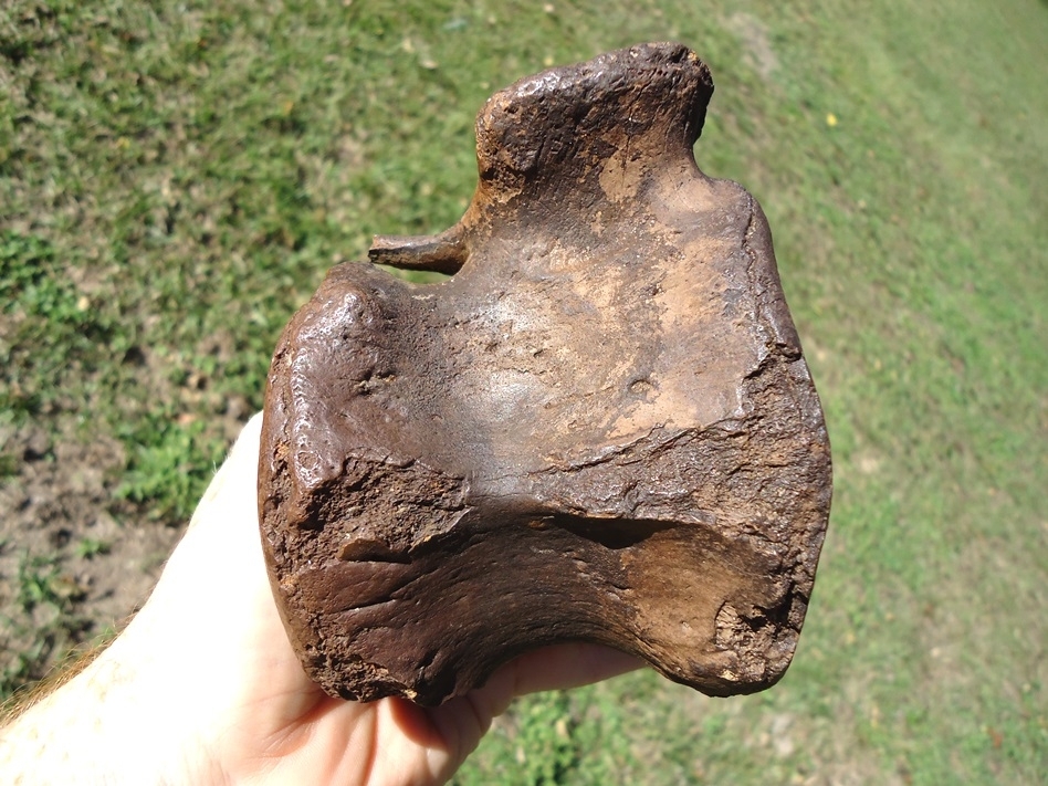 Large image 2 Rare Arachaeocete Whale Caudal Vertebra