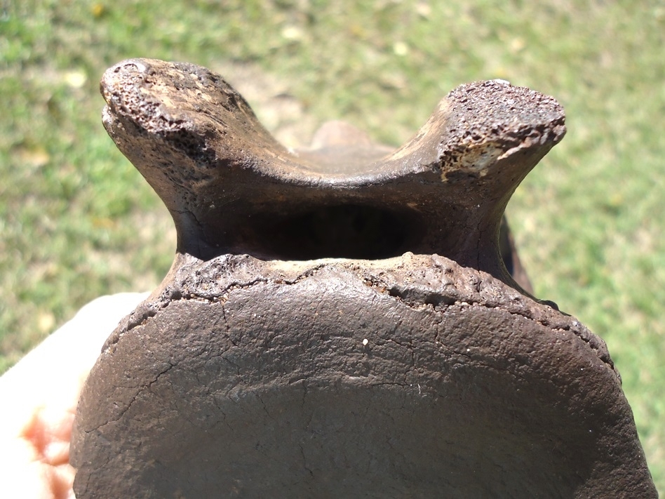 Large image 4 Rare Arachaeocete Whale Caudal Vertebra