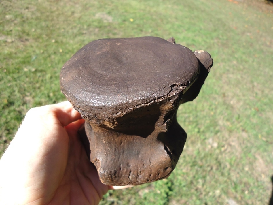 Large image 5 Rare Arachaeocete Whale Caudal Vertebra