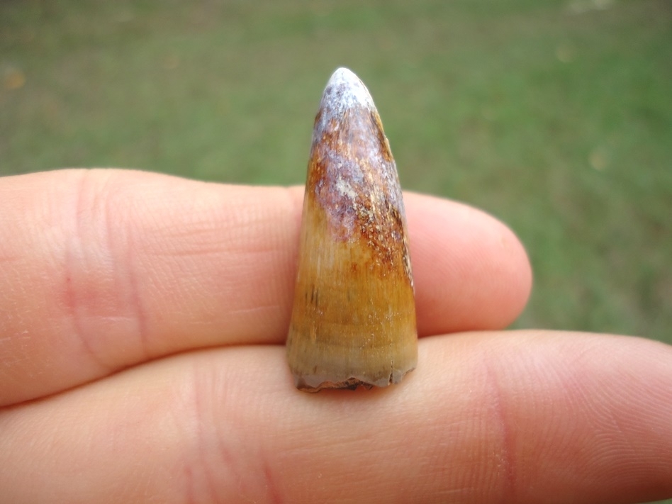 Large image 1 Super Colorful Crocodile Tooth