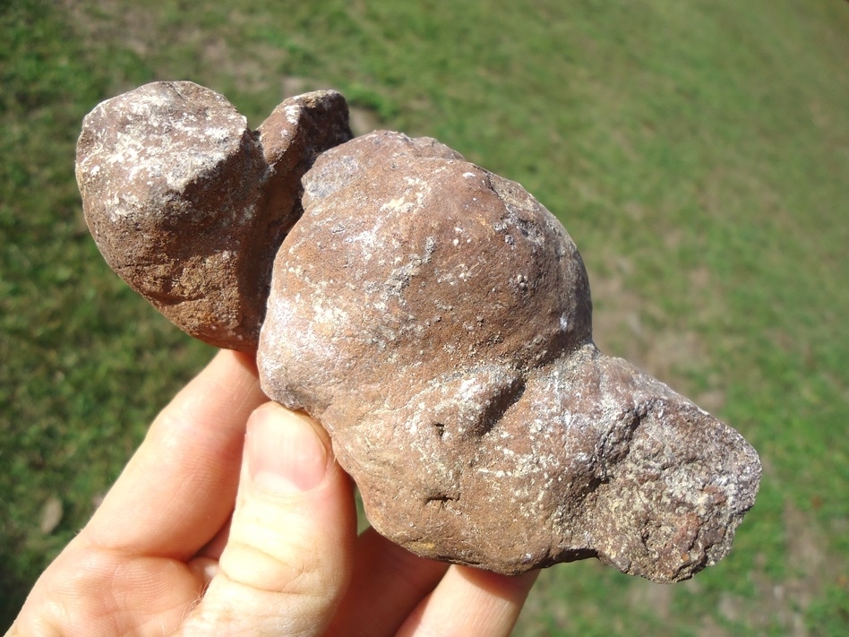 Large image 1 Incredible Coprolite with Sphincter Marks