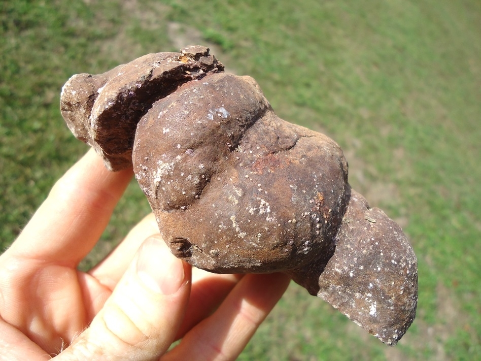 Large image 2 Incredible Coprolite with Sphincter Marks