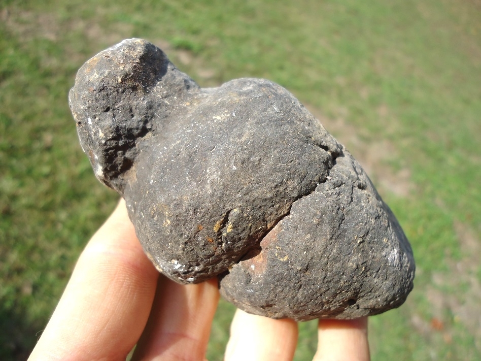Large image 1 Large Detailed Coprolite with Pinch Nipple