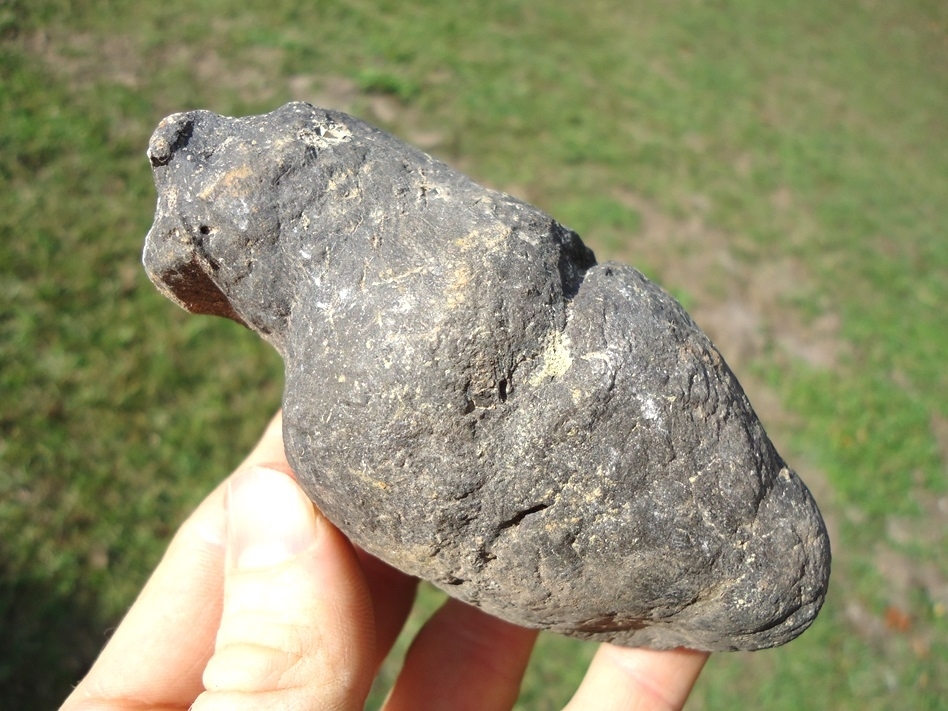 Large image 2 Large Detailed Coprolite with Pinch Nipple
