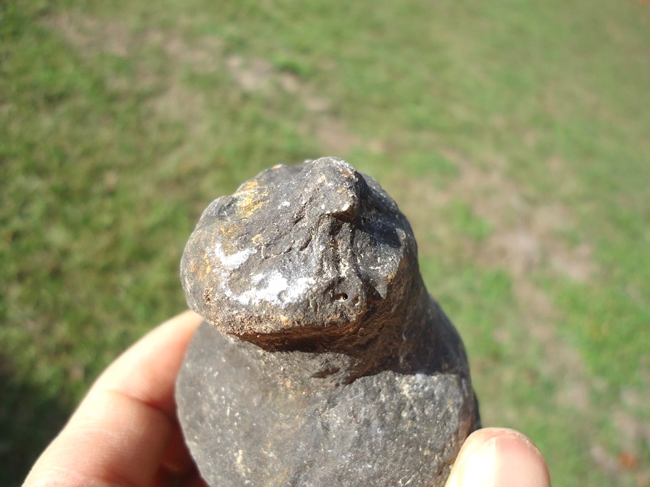 Large image 3 Large Detailed Coprolite with Pinch Nipple