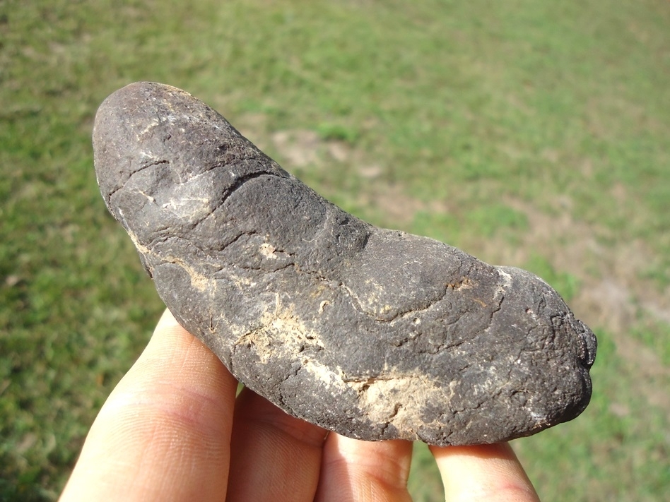 Large image 1 Large Detailed Coprolite