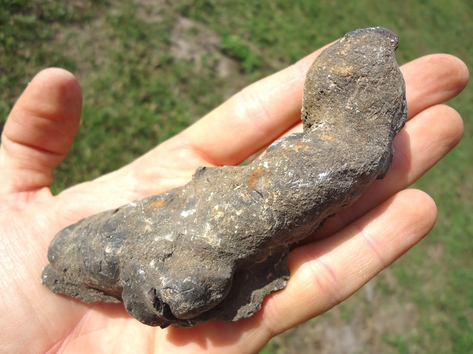 Large image 3 Large and Impressive Coprolite