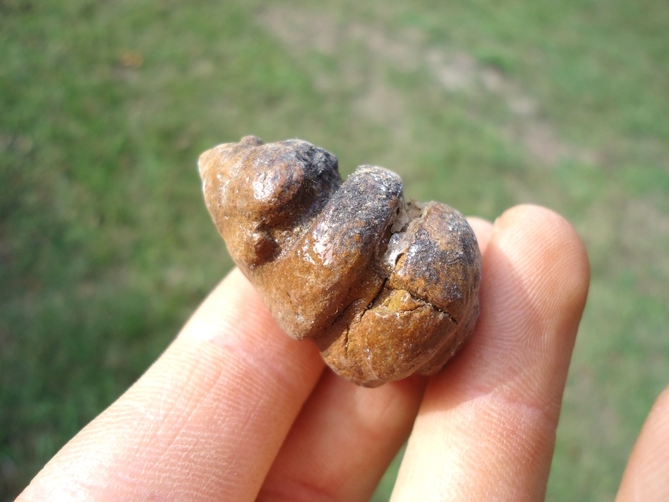 Large image 1 Incredibly Detailed Small Coprolite