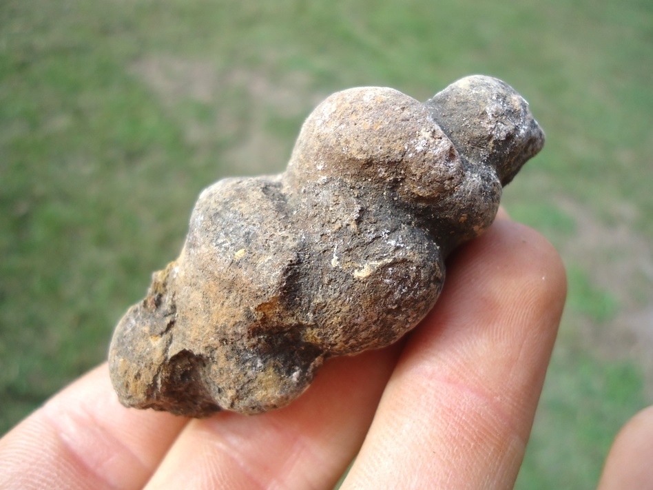 Large image 2 Super Detailed Coprolite