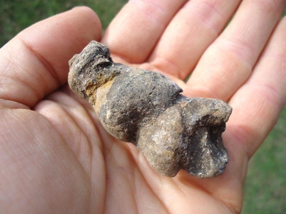 Large image 3 Super Detailed Coprolite